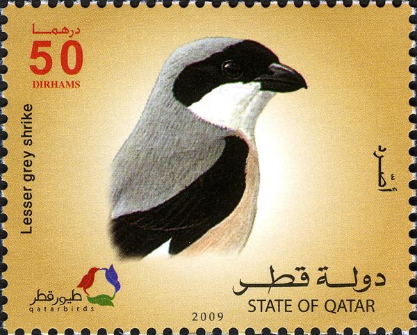 Lesser Grey Shrike (Lanius minor)