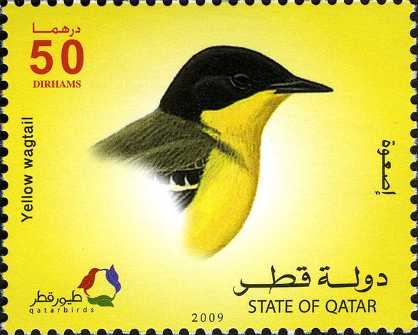 Western Yellow Wagtail (Motacilla flava)