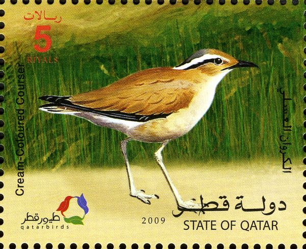 Cream-colored Courser (Cursorius cursor)