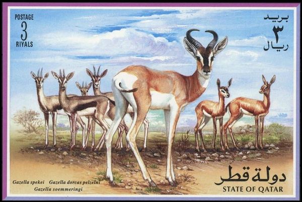 Gazelles of Qatar