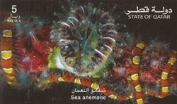Sea Anemone