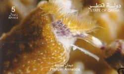 Phylum: Anelida