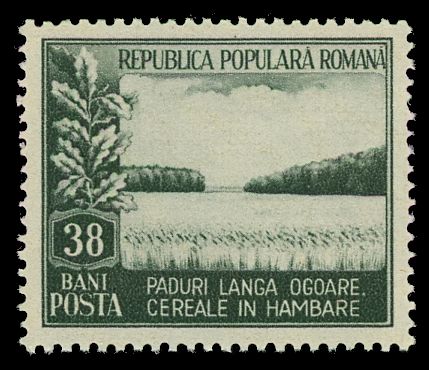 Cornfield surrounded by forests
