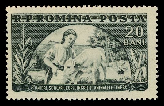 Girl Imbues a Calf