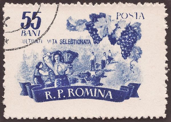 Grape harvest