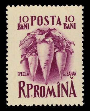 Beet (Beta vulgaris)