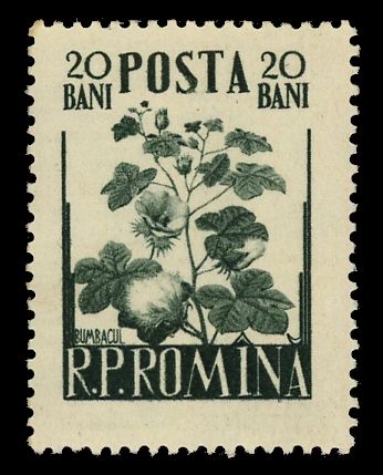 Cotton (Gossypium sp.)