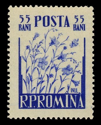 Flax (Linum usitatissimum)