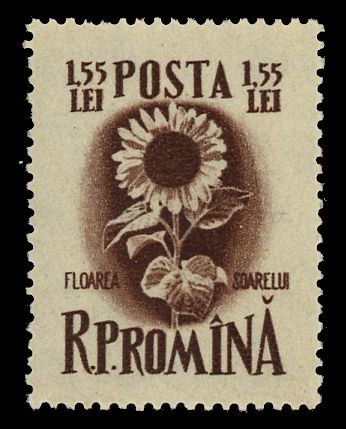 Sunflower (Helianthus annuus)