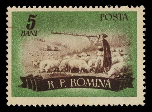 Domestic Sheep (Ovis ammon aries), Shepherd