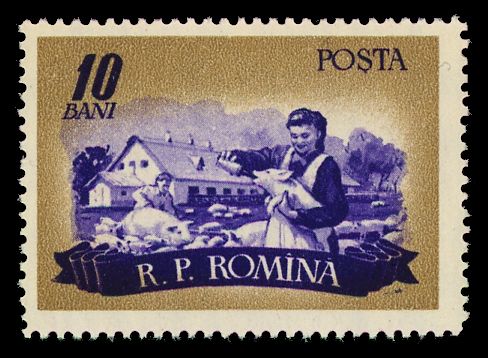 Domestic Pig (Sus scrofa domestica), Woman feeds Piglet