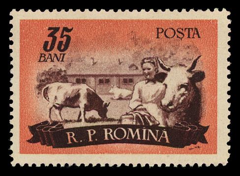 Cattle (Bos primigenius taurus), Woman