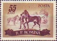 Horses (Equus ferus caballus), Man