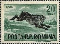 European Hare (Lepus europaeus)