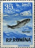 Brown Trout (Salmo trutta morpha fario)