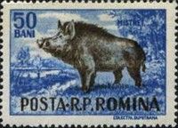 Wild Boar (Sus scrofa)