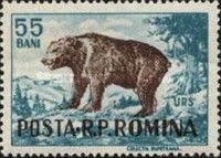 Brown Bear (Ursus arctos)