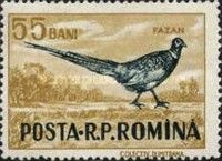 Common Pheasant (Phasianus colchicus)