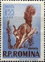 Eurasian Red Squirrel (Sciurus vulgaris)