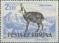 Chamois (Rupicapra rupicapra)