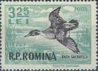 Northern Pintail (Anas acuta)