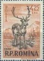 Red Deer (Cervus elaphus)
