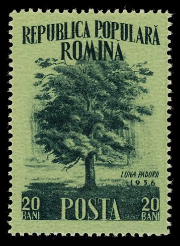 English Oak (Quercus robur)