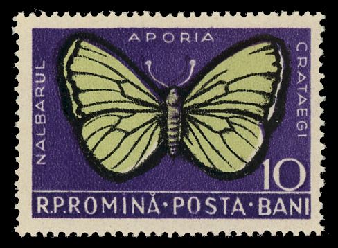Black-veined White (Aporia crataegi)