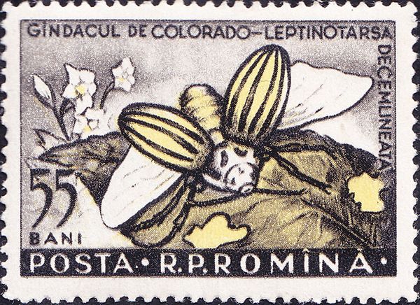 Colorado Potato Beetle (Leptinotarsa decemlineata)