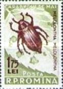 May Bug (Melolontha vulgaris)