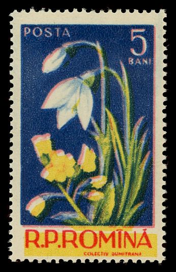 Galanthus nivalis, Primula veris