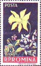 Narcissus pseudonarcissus, Viola odorata