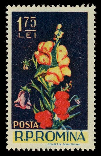 Antirrhinum majus, Campanula sp.