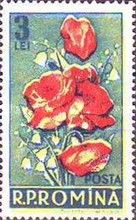 Papaver rhoeas, Convallaria majalis