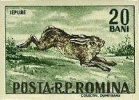 European Hare (Lepus europaeus)