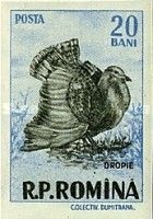 Great Bustard (Otis tarda)