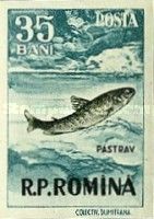 Brown Trout (Salmo trutta morpha fario)