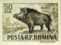 Wild Boar (Sus scrofa)