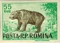 Brown Bear (Ursus arctos)