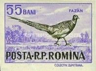 Common Pheasant (Phasianus colchicus)