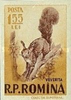 Eurasian Red Squirrel (Sciurus vulgaris)