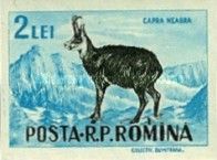 Chamois (Rupicapra rupicapra)