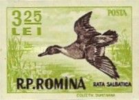 Northern Pintail (Anas acuta)