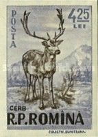 Red Deer (Cervus elaphus)