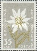 Edelweiss (Leontopodium alpinum)