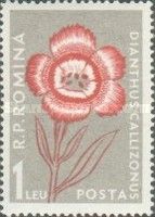 King's Stone Carnation (Dianthus collinus)