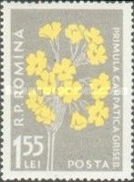 Tall Cowslip (Primula elatior)