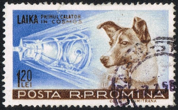 Laika (Canis lupus familiaris) and Sputnik II