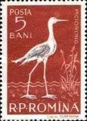 Black-winged Stilt (Himantopus himantopus)