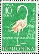 Great White Egret (Ardea alba)